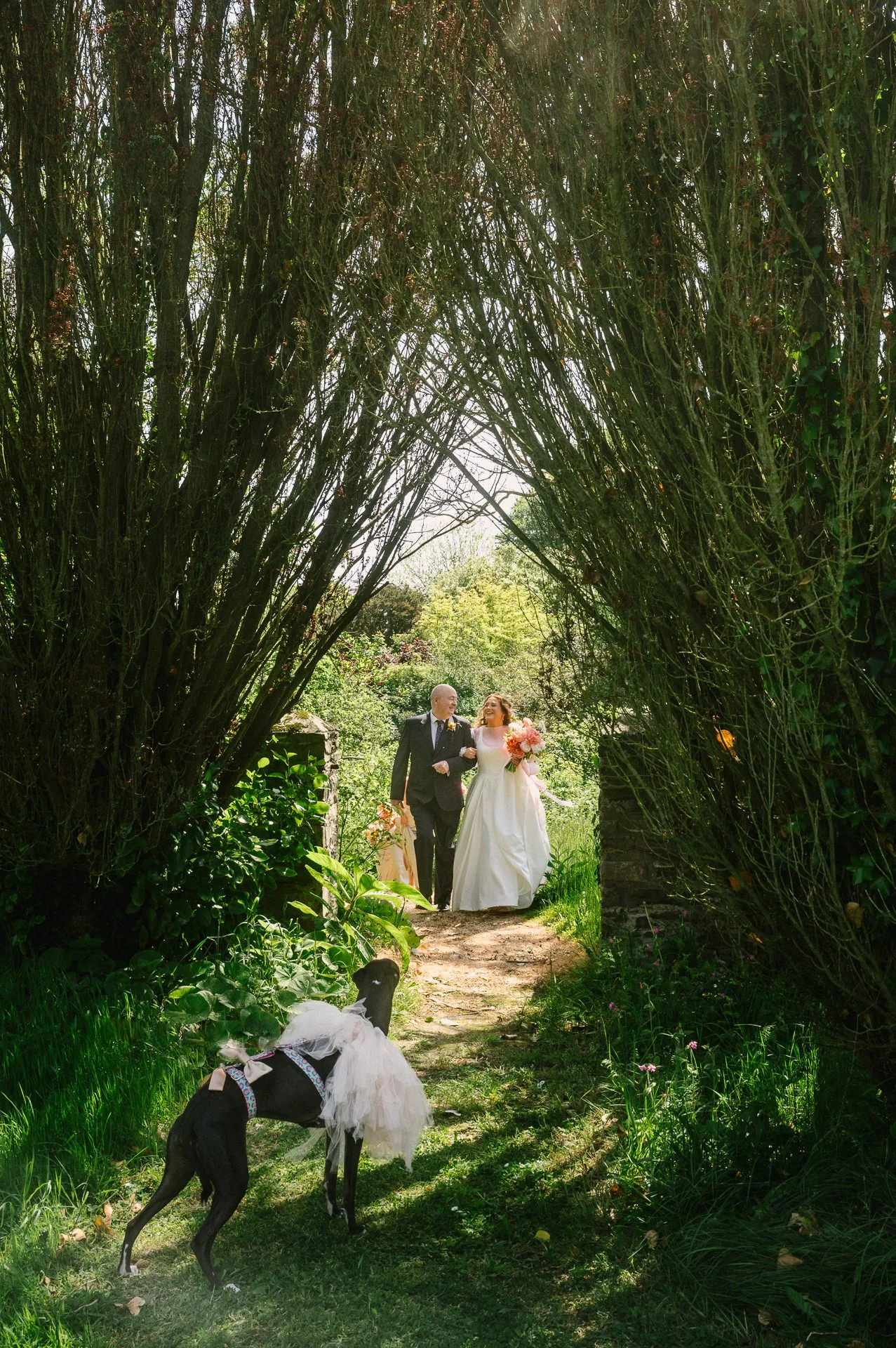 dogs old court wedding.JPG