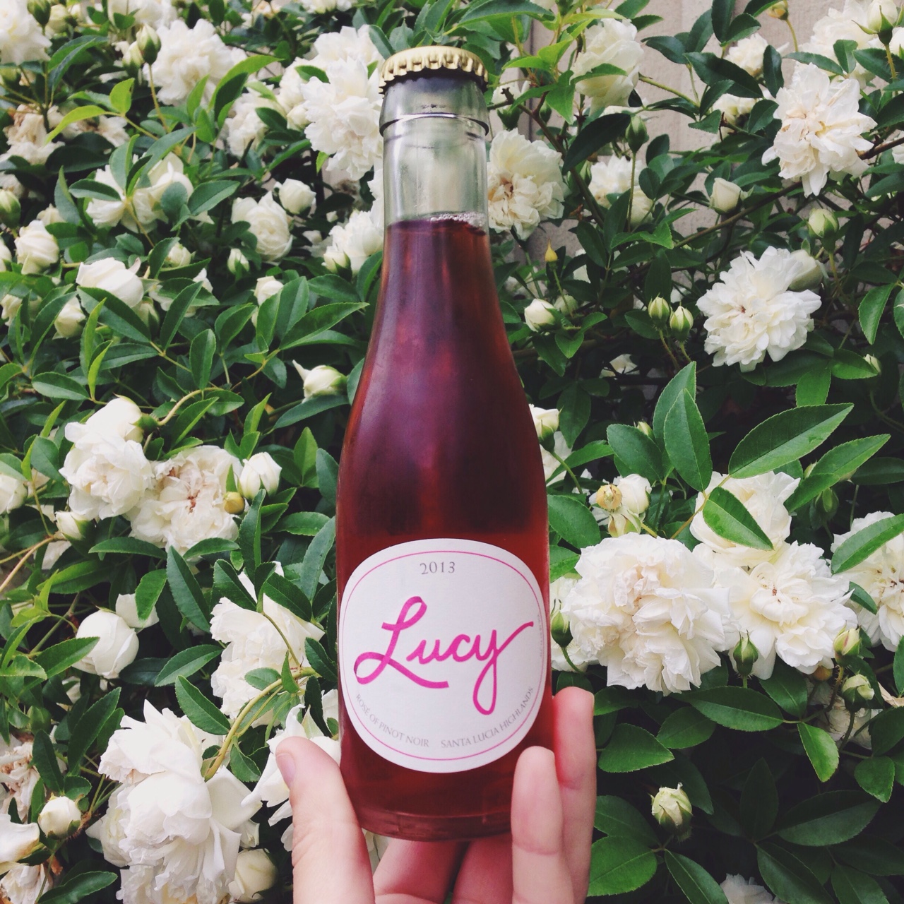  Tiny baby Lucy Rosés I found at the Oakville Market &lt;3 