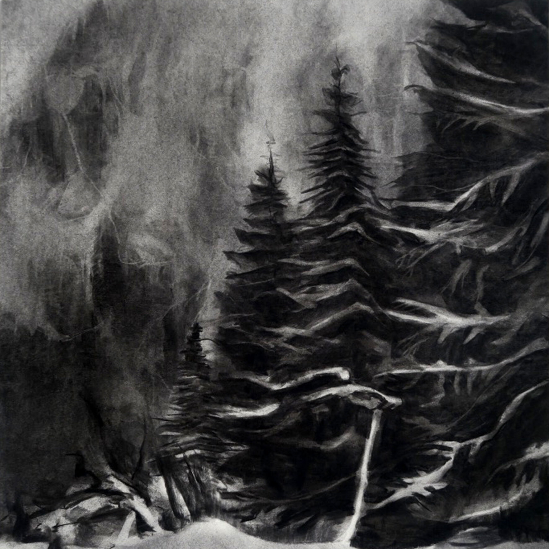 Mountain pine, High Tatras, late 1950’s
