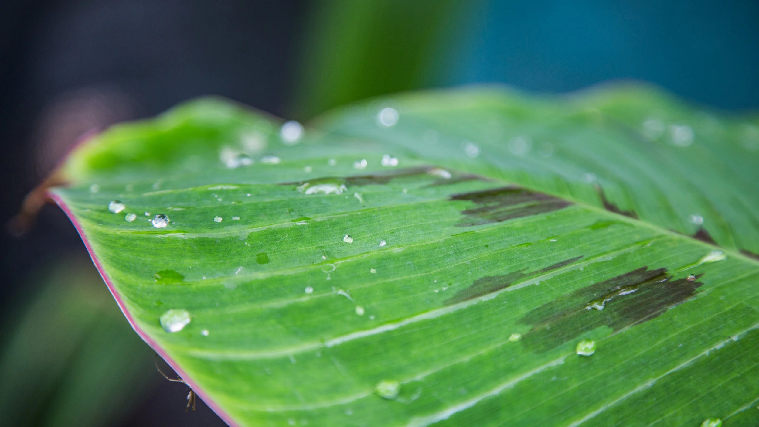 leaf.2 copy.jpg