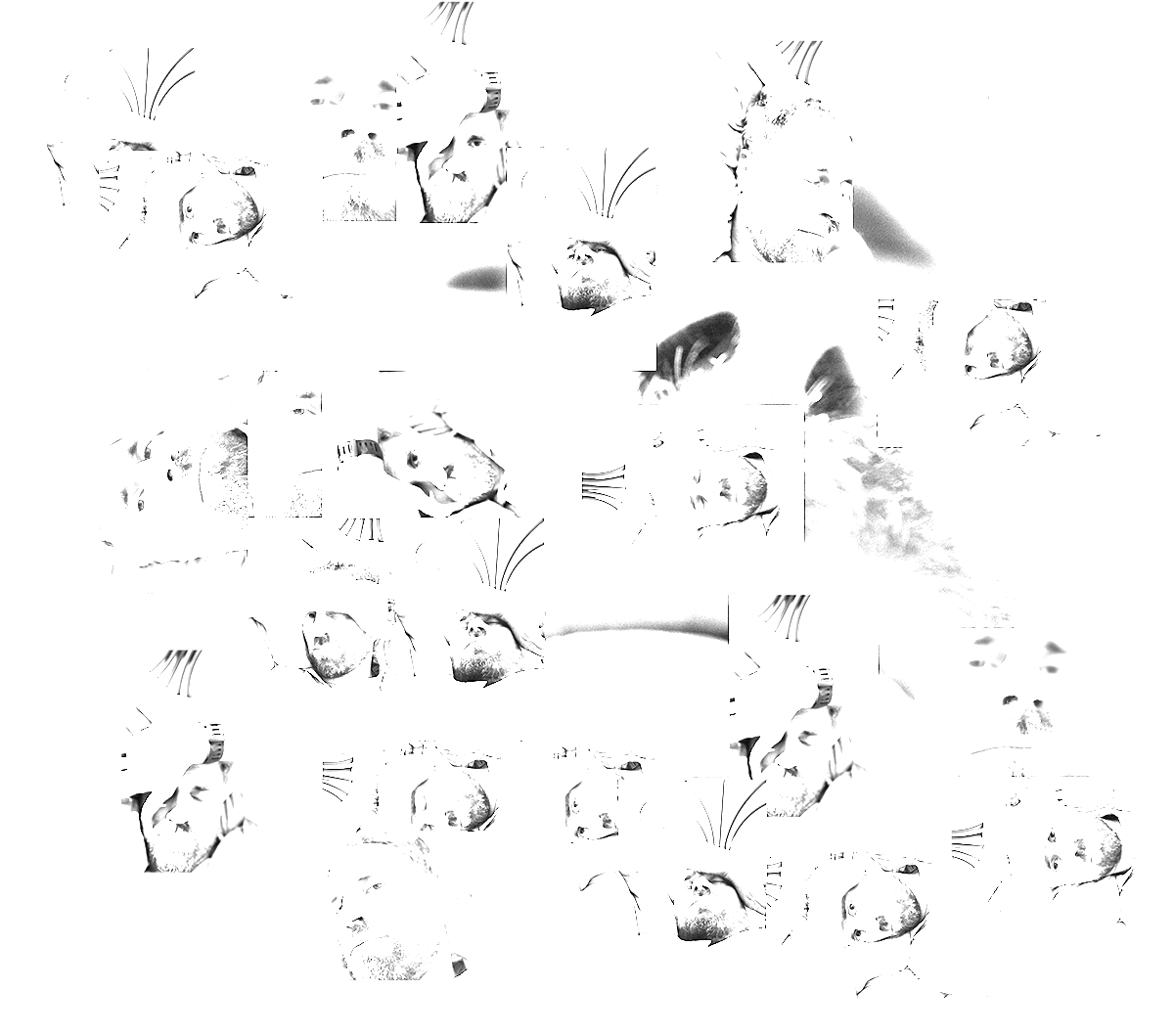 Fractured-Face-Graphic.png