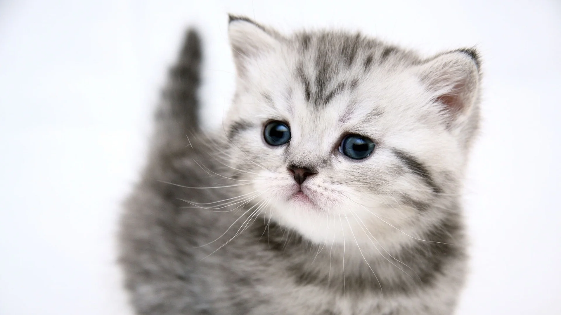 Kitten.jpg