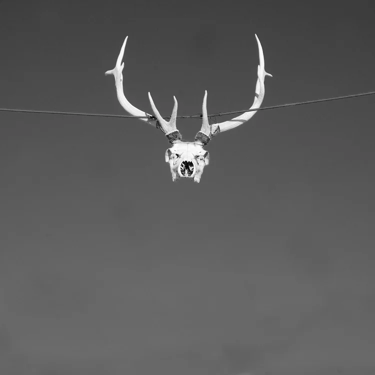 skull.jpg