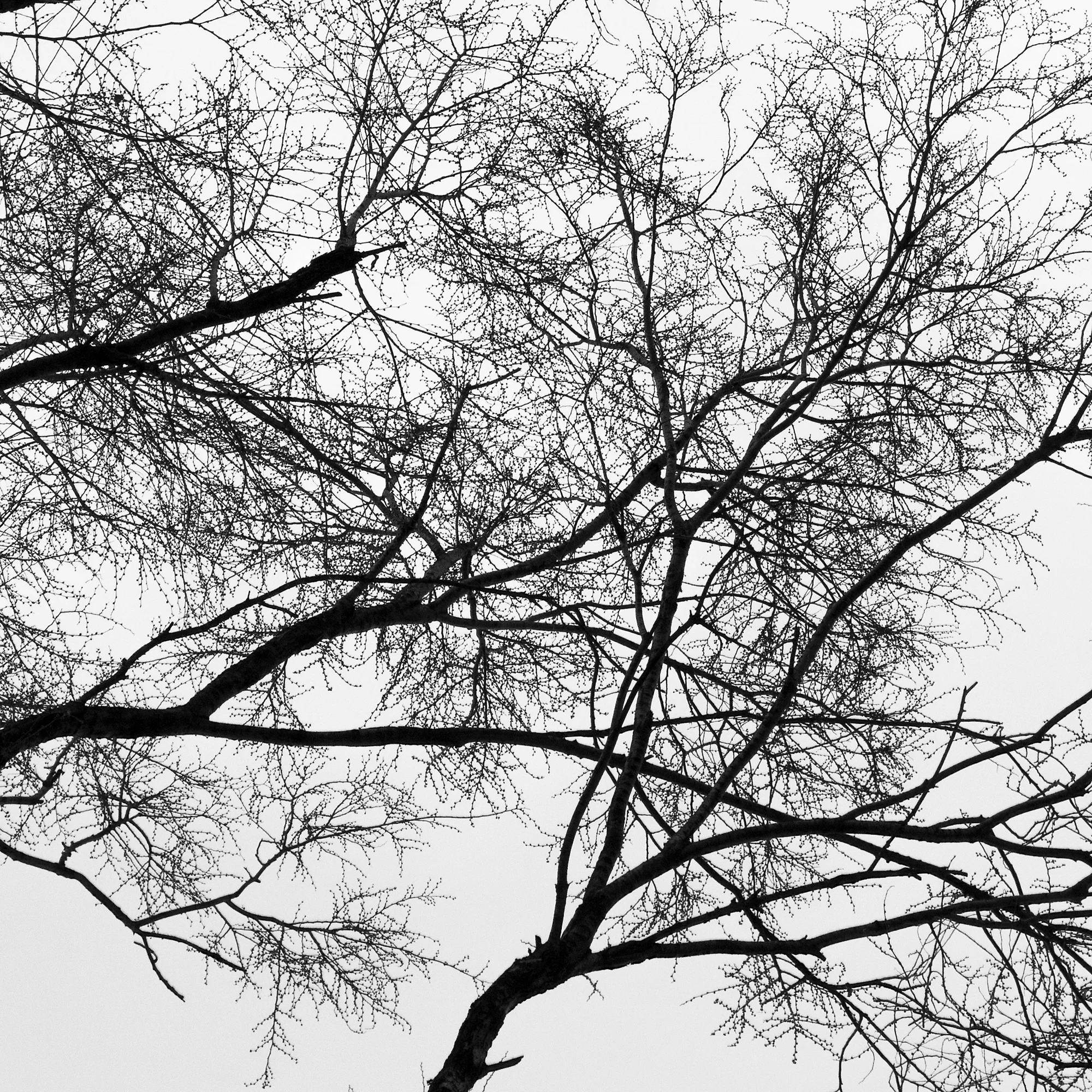 Tree06_1.jpg