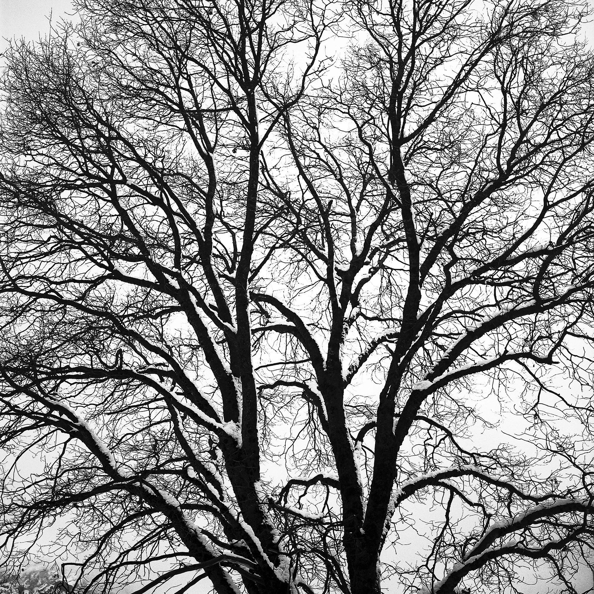treeBW_1.jpg