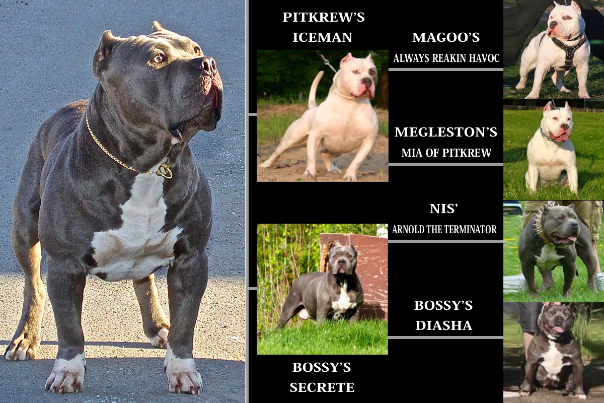 PEDIGREE-ONYX.png