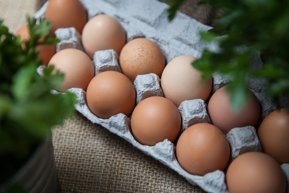 wingate_farm_eggs_alyssa_robb_photography-1.jpg