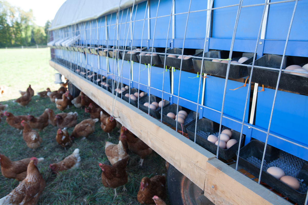 wingate_farm_eggs_alyssa_robb_photography-2.jpg