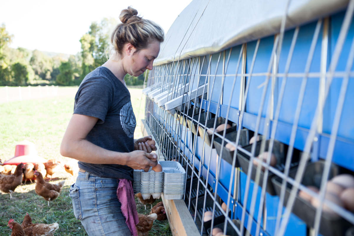wingate_farm_eggs_alyssa_robb_photography-3.jpg