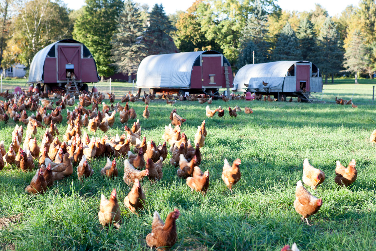 wingate_farm_eggs_alyssa_robb_photography-4.jpg