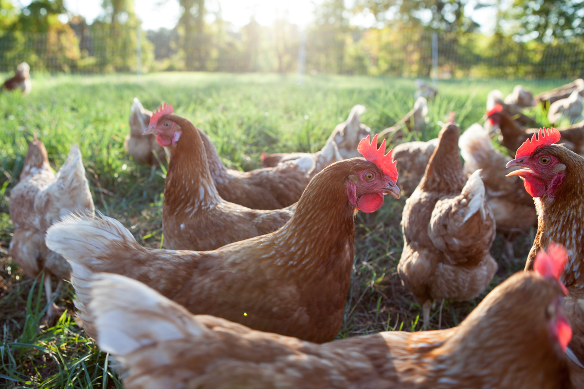 wingate_farm_eggs_alyssa_robb_photography-7.jpg