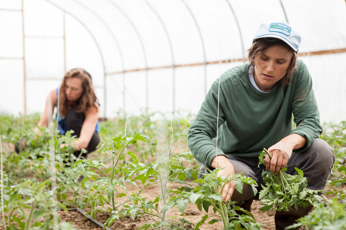 wingate_farm_produce_alyssa_robb_photography-1.jpg
