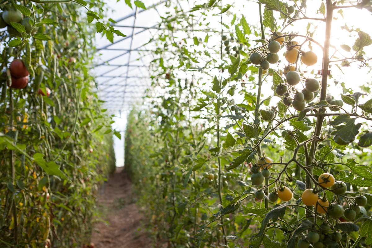 wingate_farm_produce_alyssa_robb_photography-9.jpg