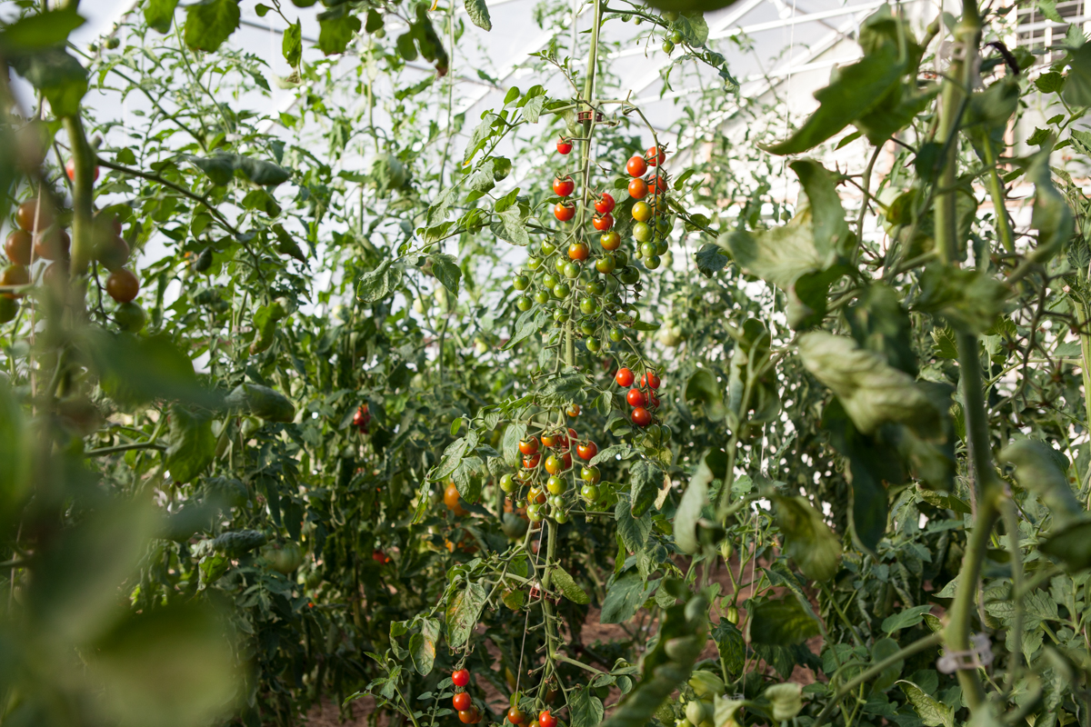 wingate_farm_produce_alyssa_robb_photography-10.jpg