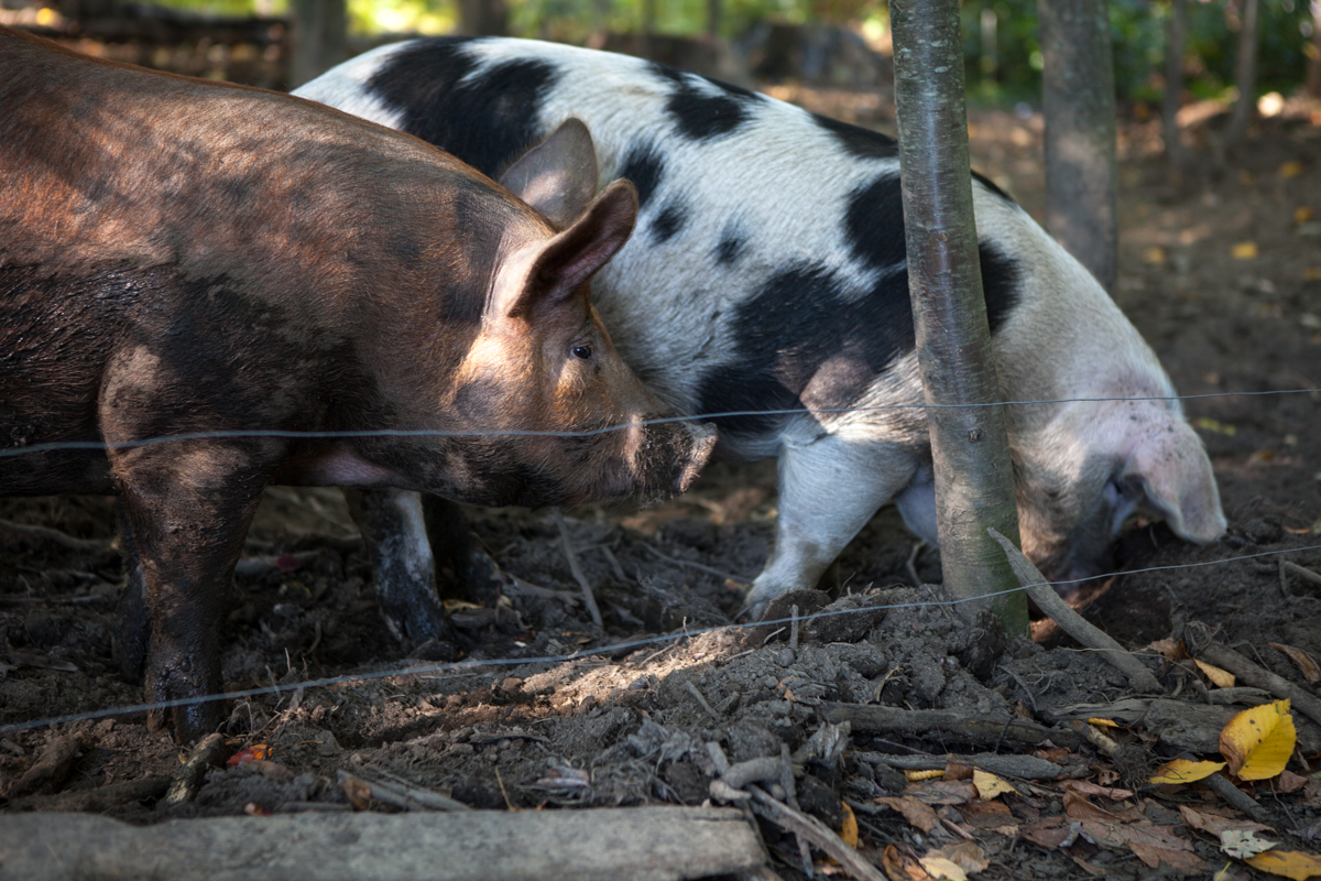 wingate_farm_pork_alyssa_robb_photography-1.jpg
