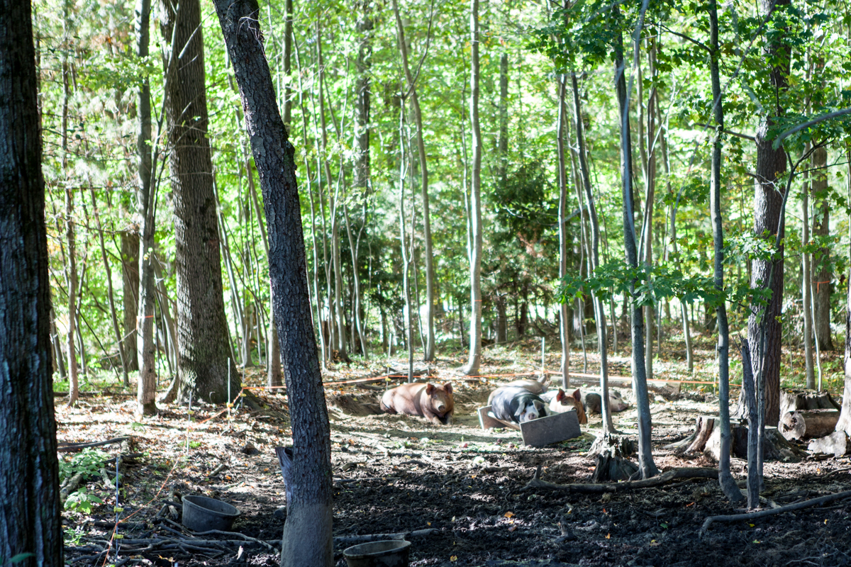 wingate_farm_pork_alyssa_robb_photography-2.jpg