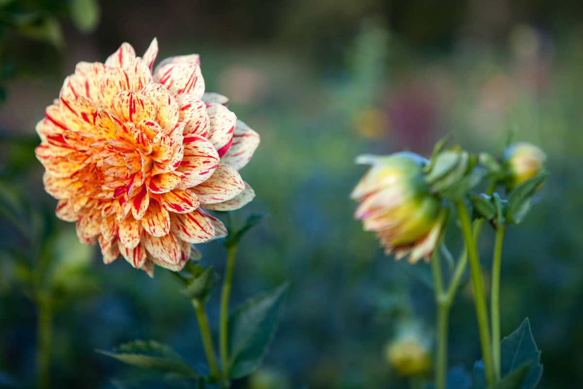 wingate_farm_flowers_alyssa_robb_photography-11.jpg