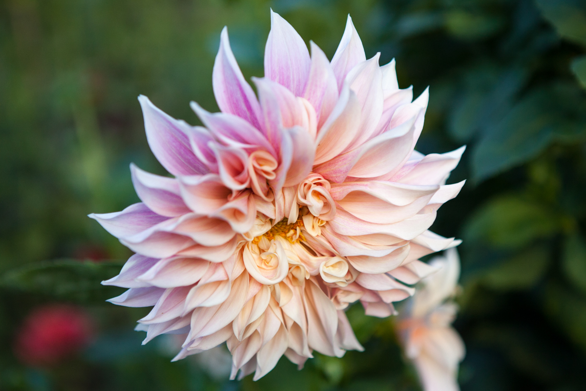 wingate_farm_flowers_alyssa_robb_photography-12.jpg