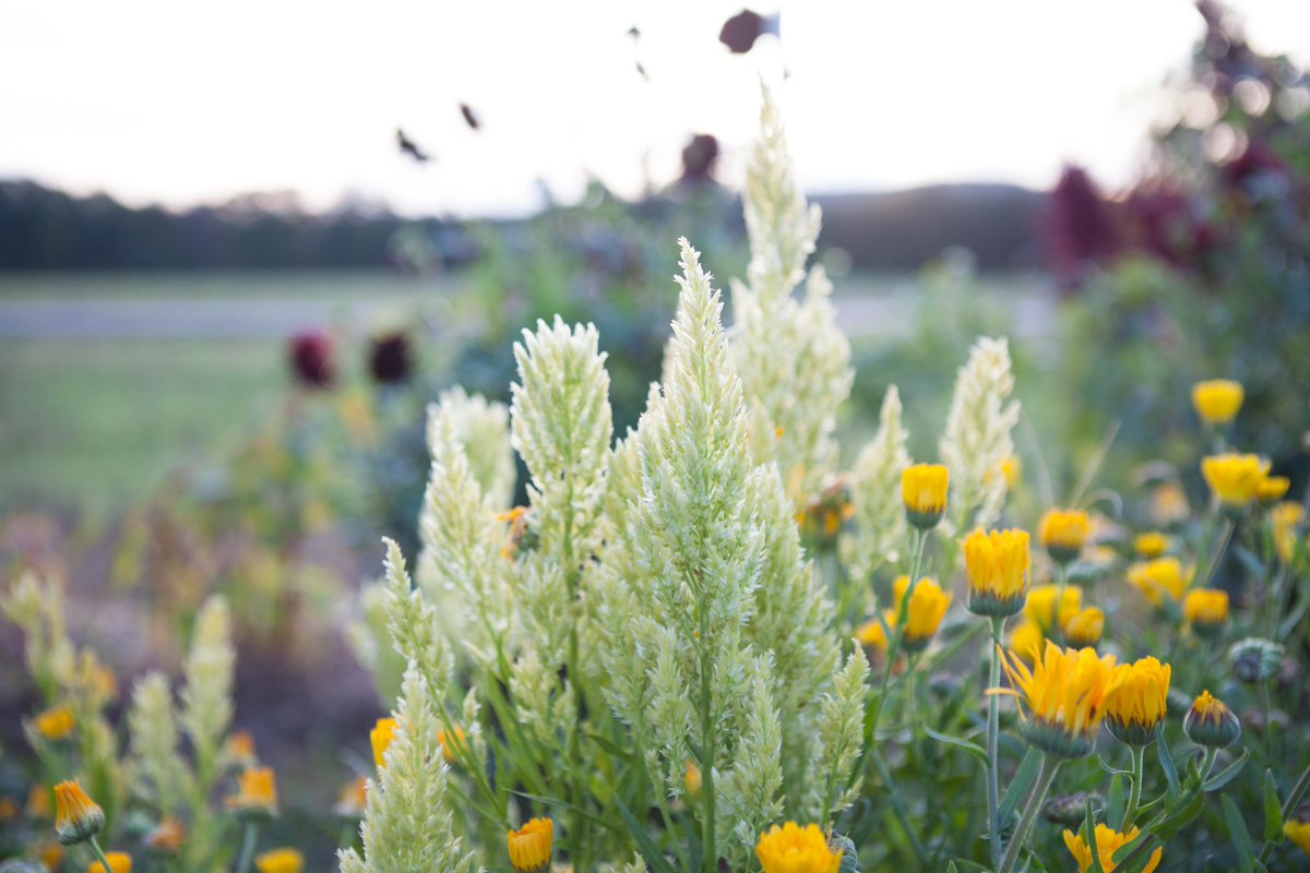 wingate_farm_flowers_alyssa_robb_photography-13.jpg