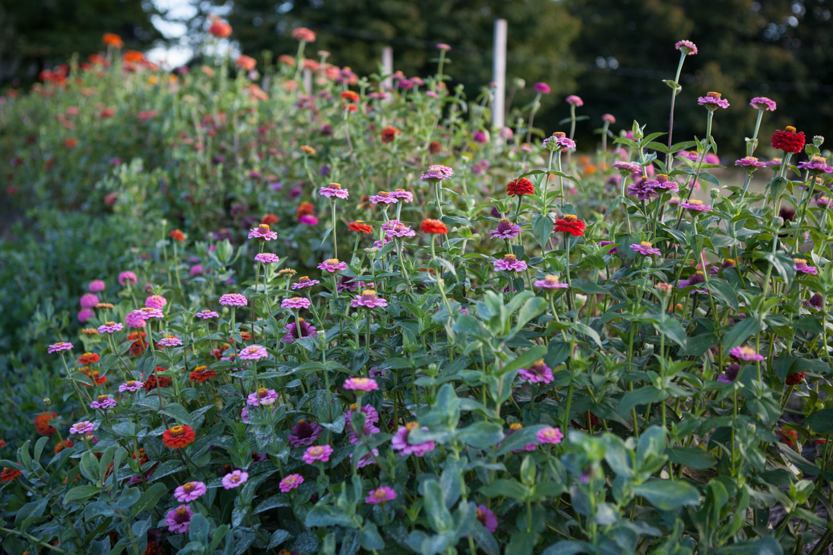 wingate_farm_flowers_alyssa_robb_photography-14.jpg