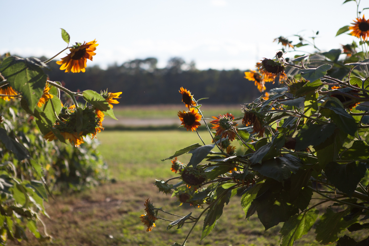 wingate_farm_flowers_alyssa_robb_photography-17.jpg