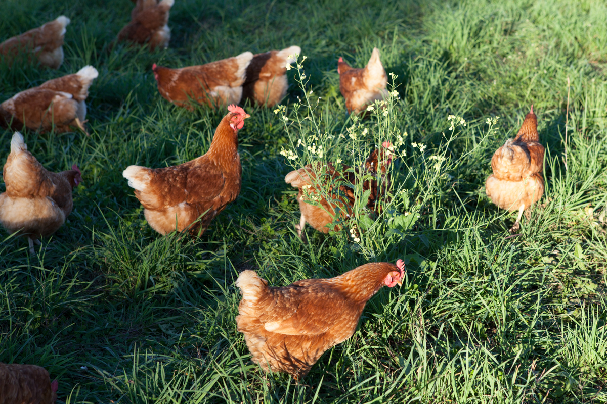 wingate_farm_eggs_alyssa_robb_photography-10.jpg