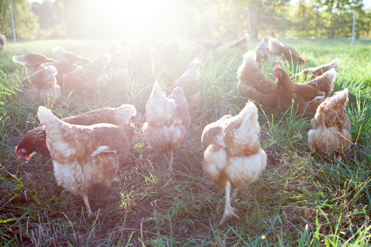 wingate_farm_eggs_alyssa_robb_photography-12.jpg