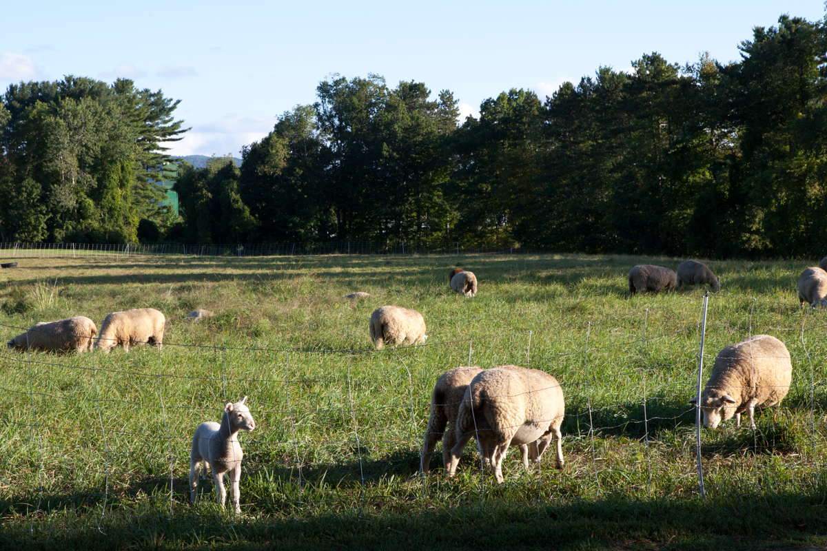 wingate_farm_history_alyssa_robb_photography-5.jpg