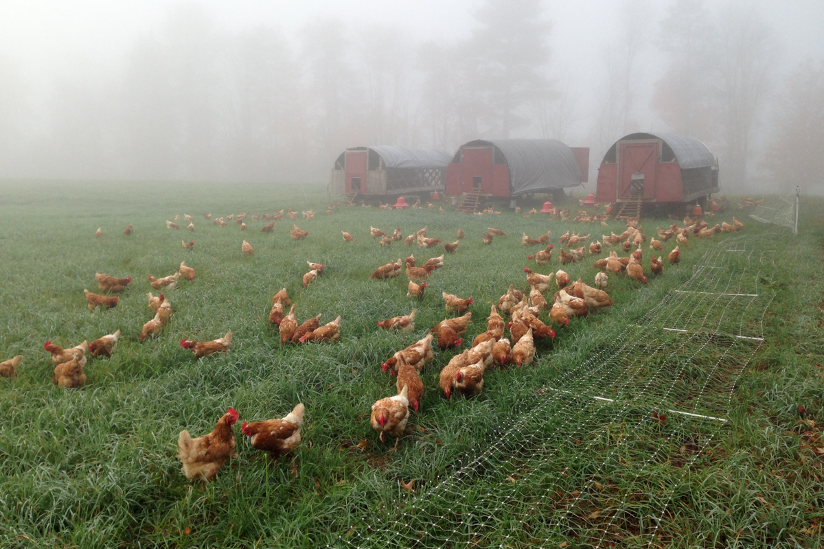 wingate_farm_eggs_alyssa_robb_photography-13.jpg