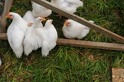 wingate_farm_chicken_alyssa_robb_photography-1.jpg