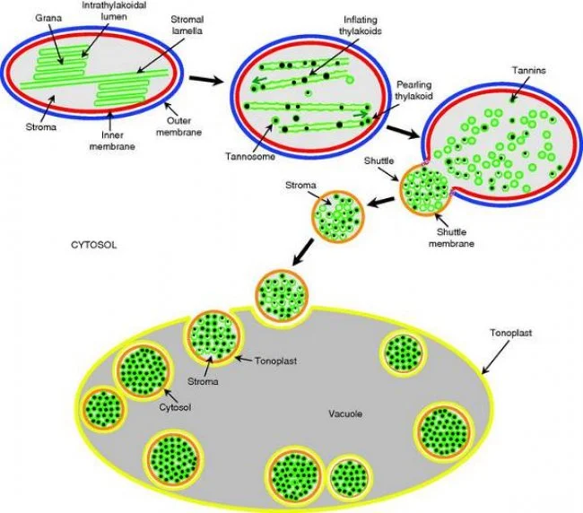 How tannins are created