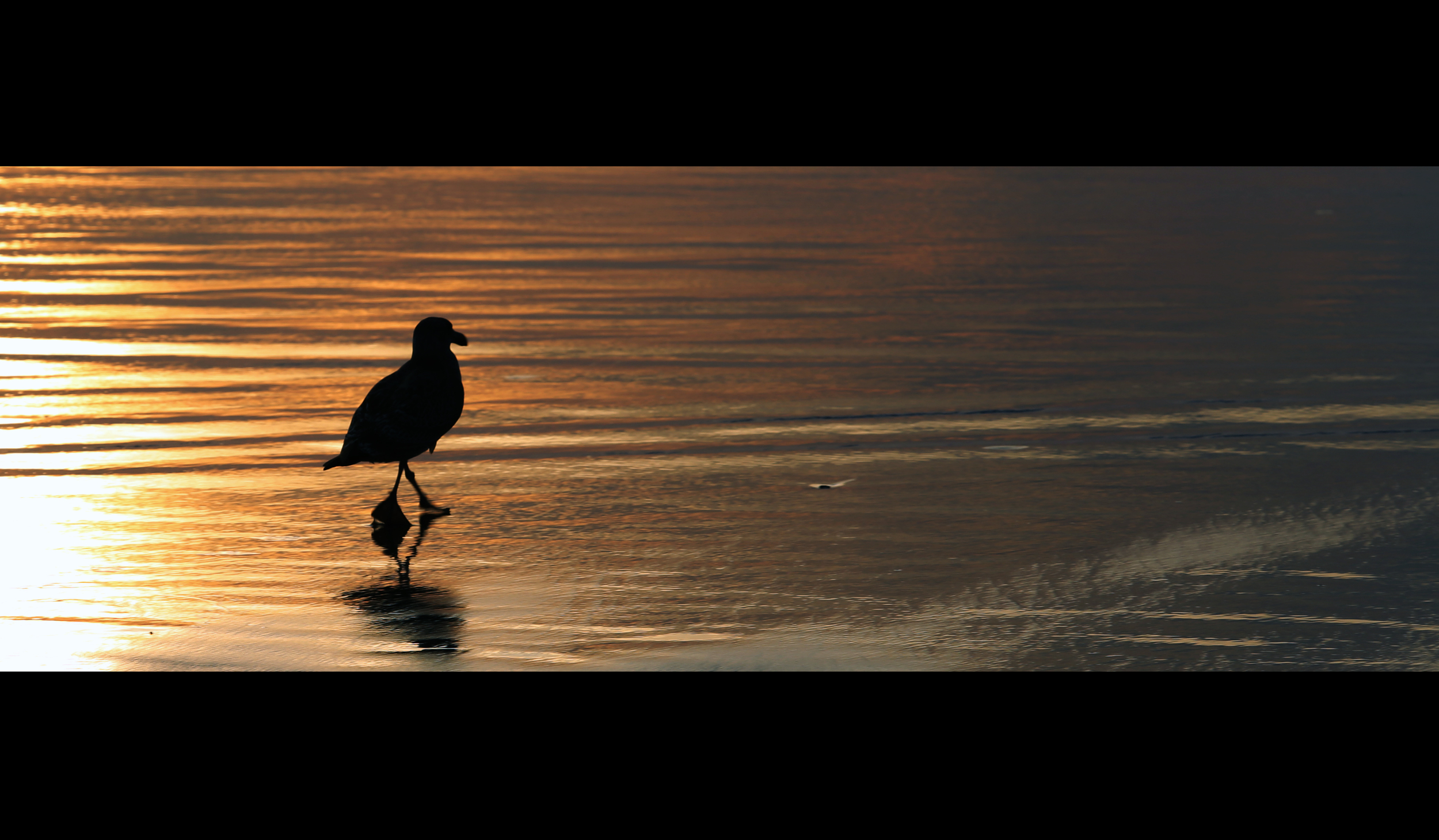 Bird on the Beach 
