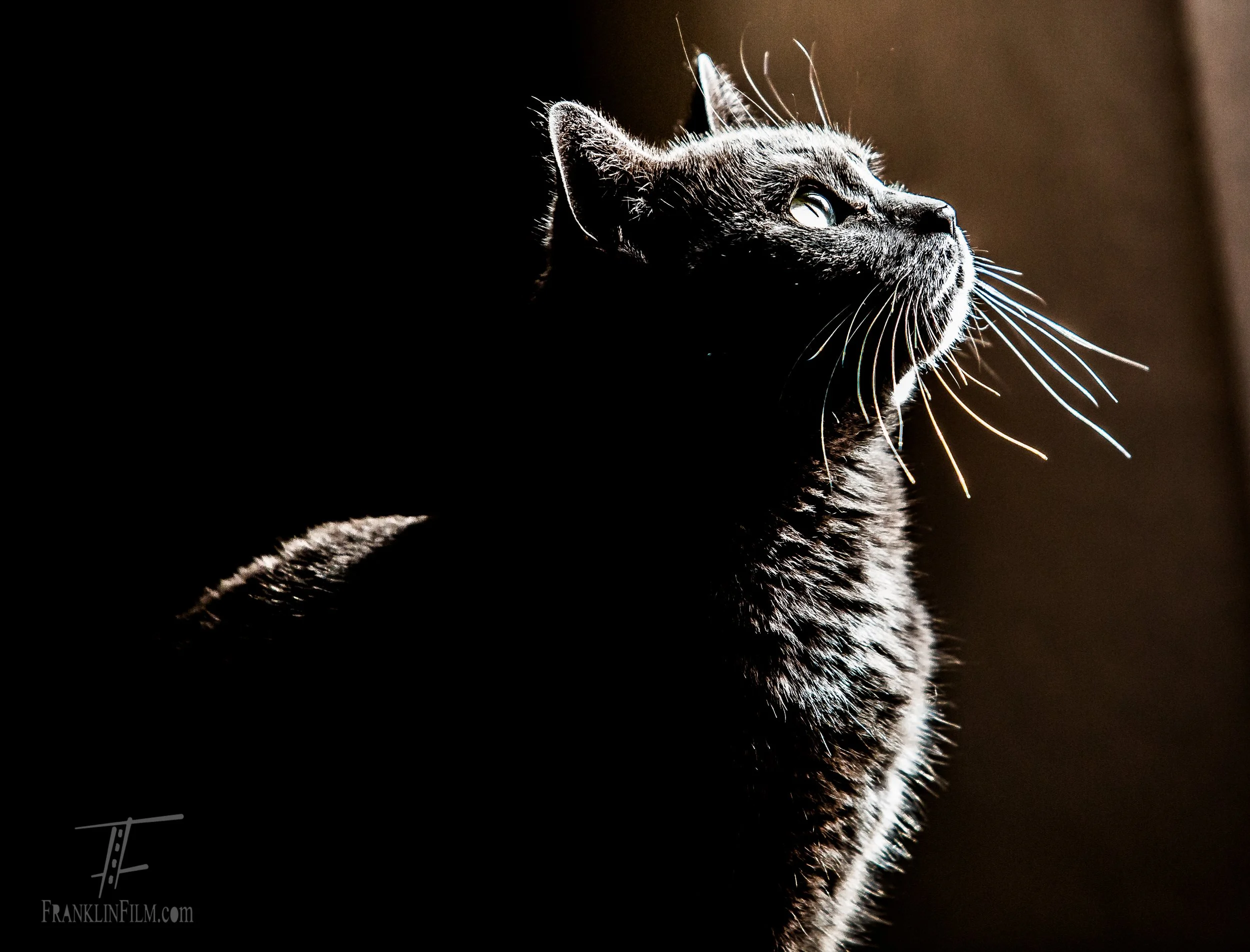 Spider silhouette (1 of 1)-5.JPG