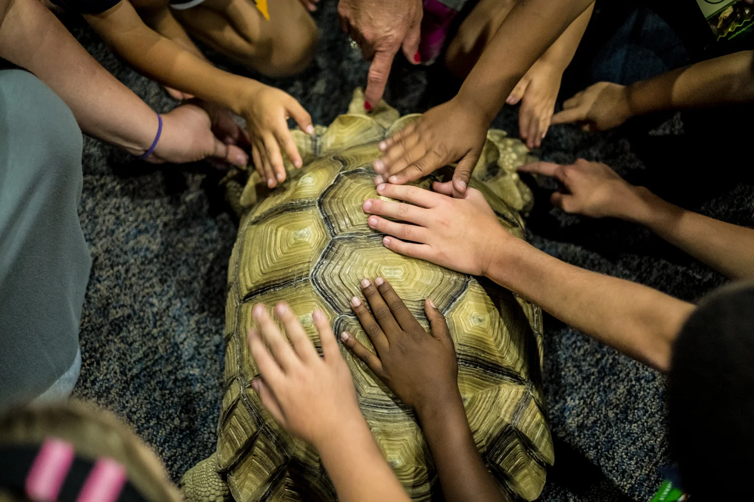 Tortoise - hands on (Cool Creatures Outreach)