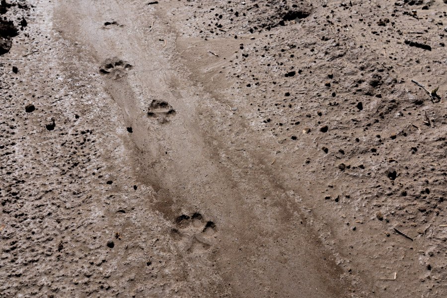  big cat paw prints on colorado trail 
