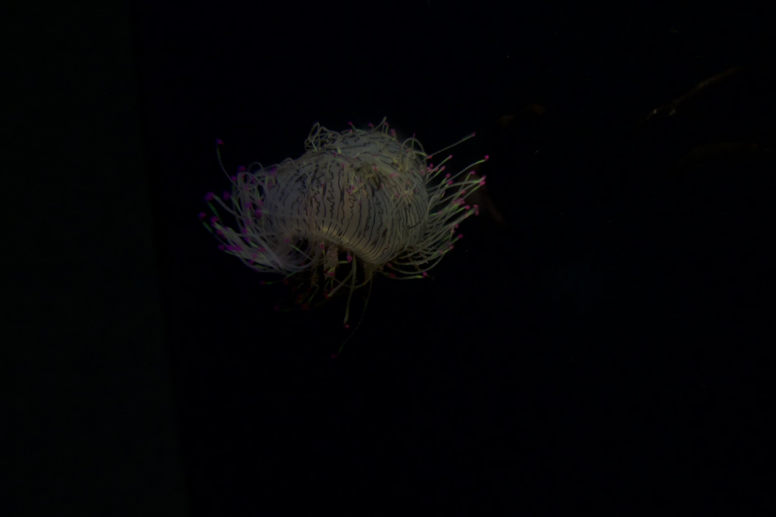 DSC00161.jpeg