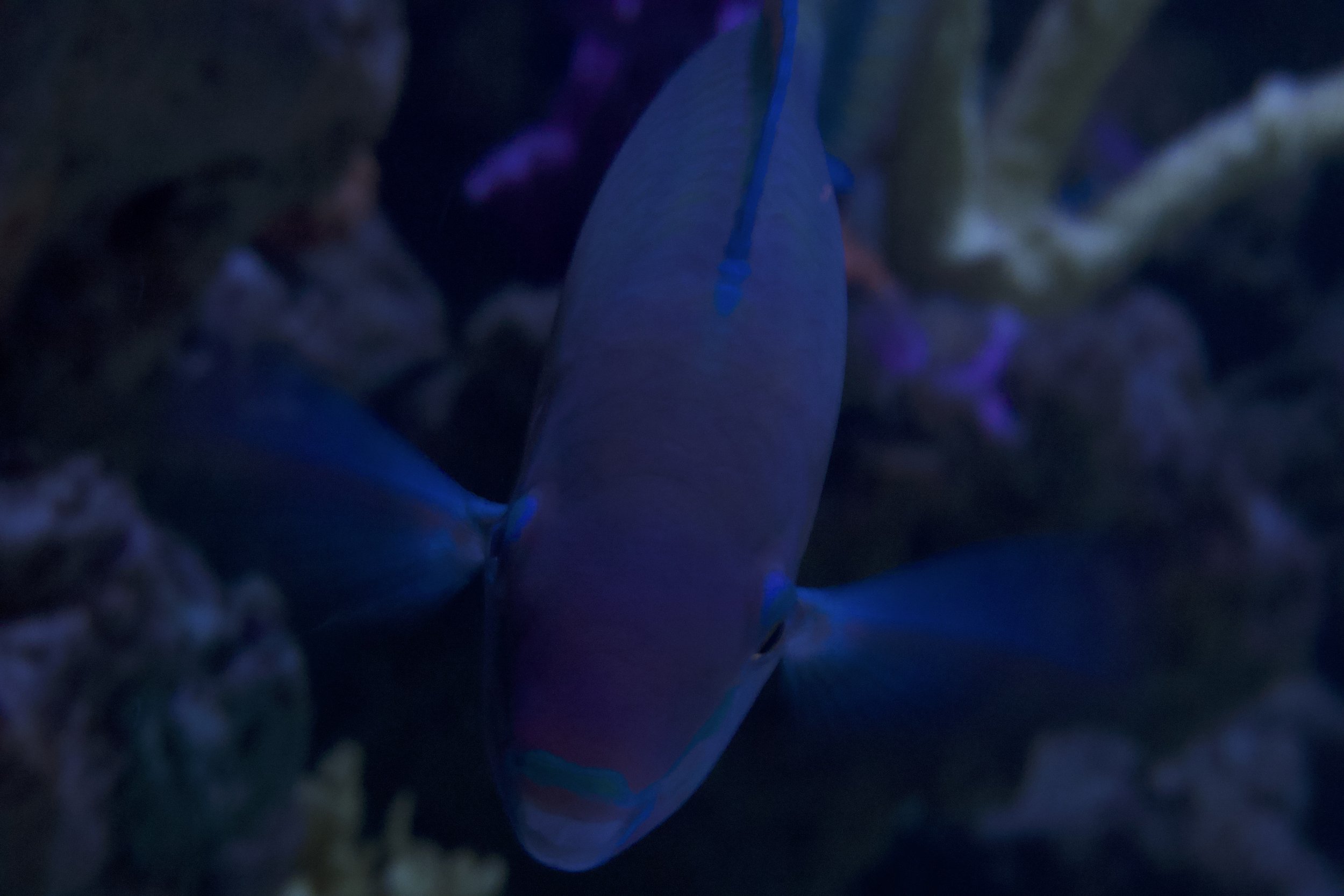 DSC00322.jpeg