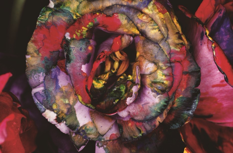 荒木経惟  Nobuyoshi Araki