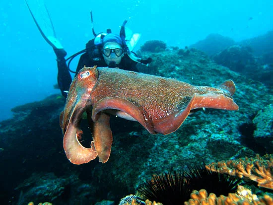Cuttle_deb2.jpg