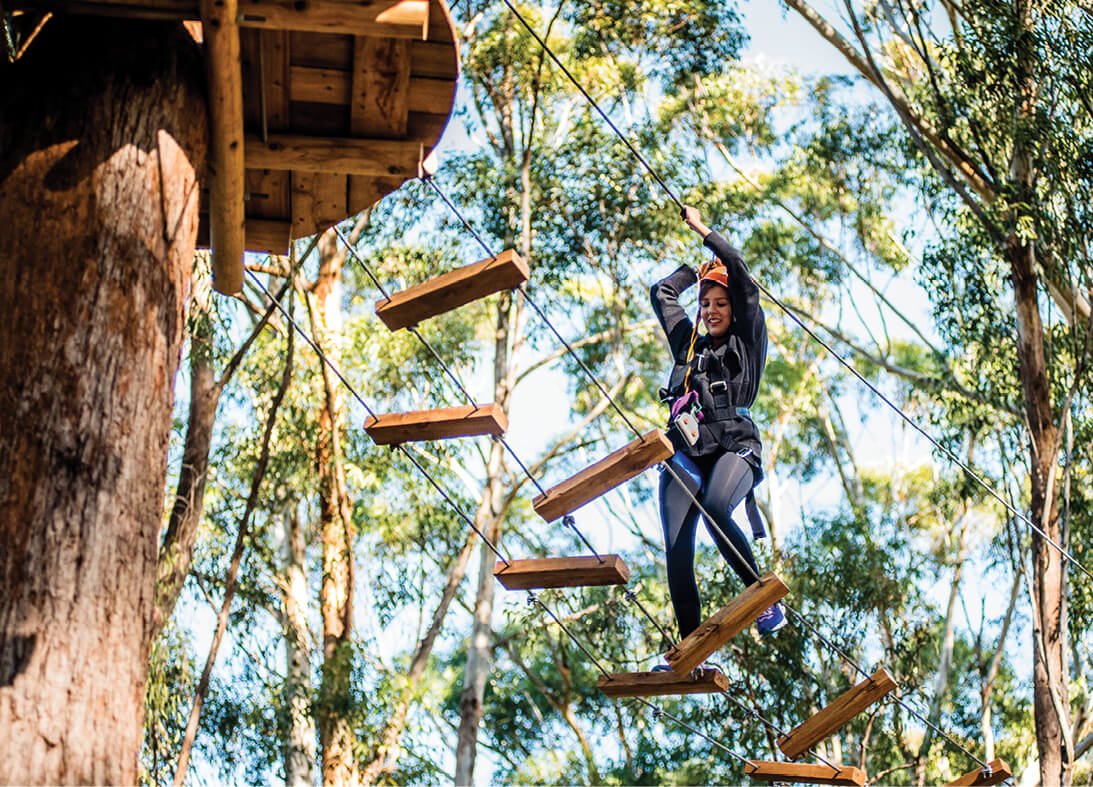 TreeTop Coffs Harbour.jpg