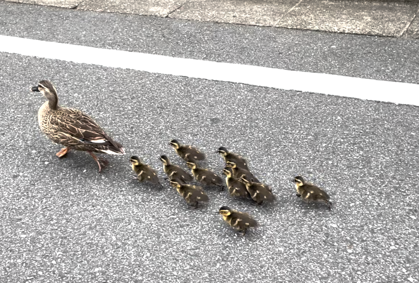 Japan Photo Journal: Baby ducks in Osaka Pref. ready to be shipped