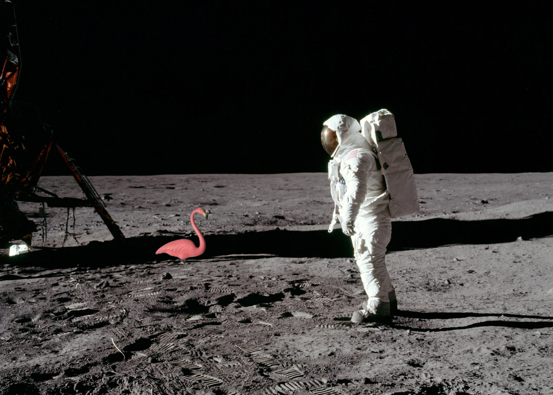 flamingo_moon.jpg