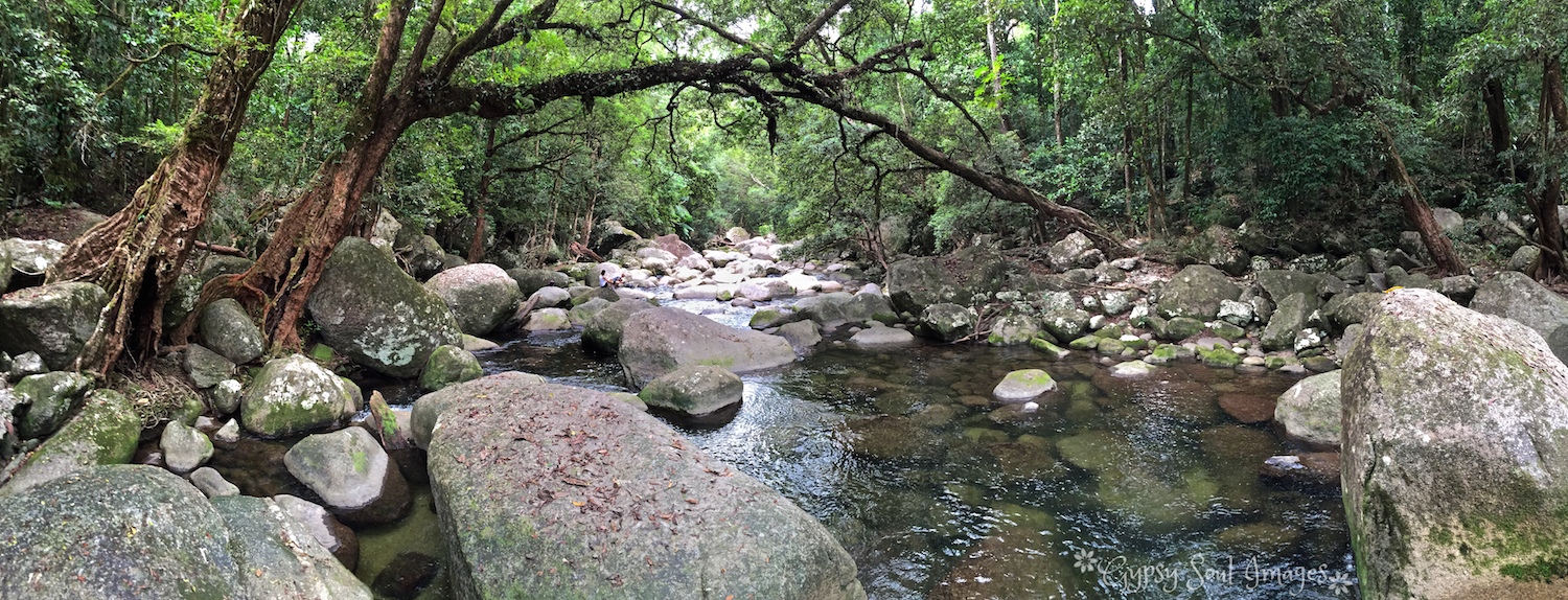 Ancient Daintree Rainforest