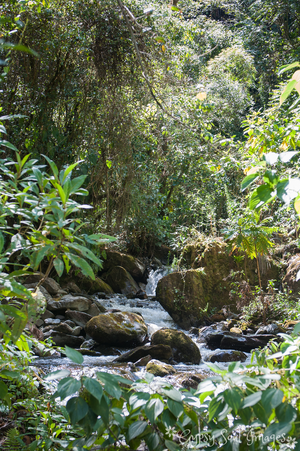 Valle de Cocora 004.jpg