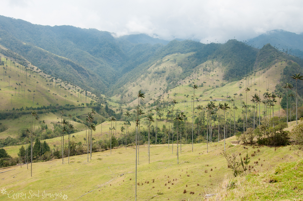 Valle de Cocora 018.jpg