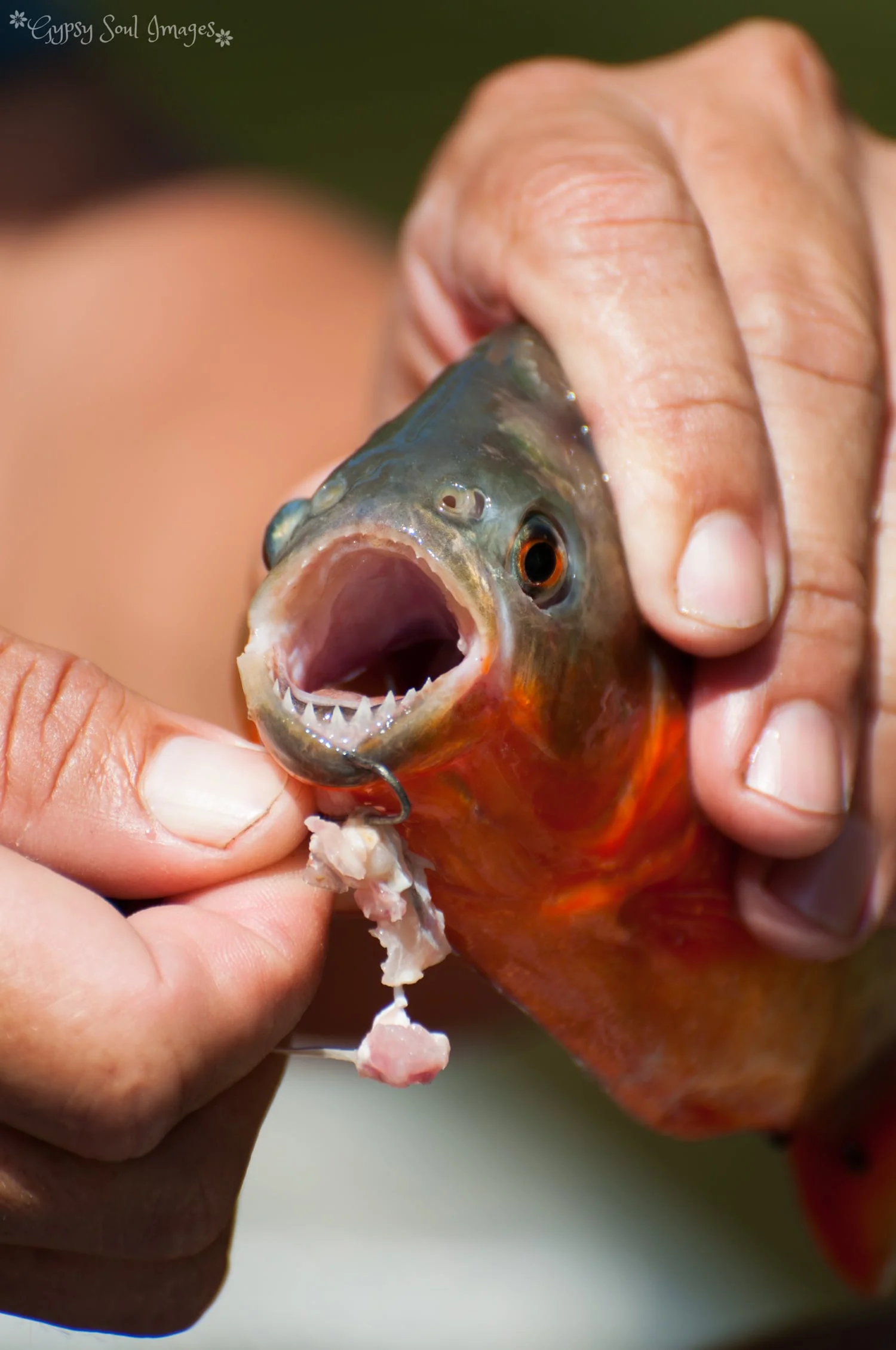 Piranha - Amazon River, Peru