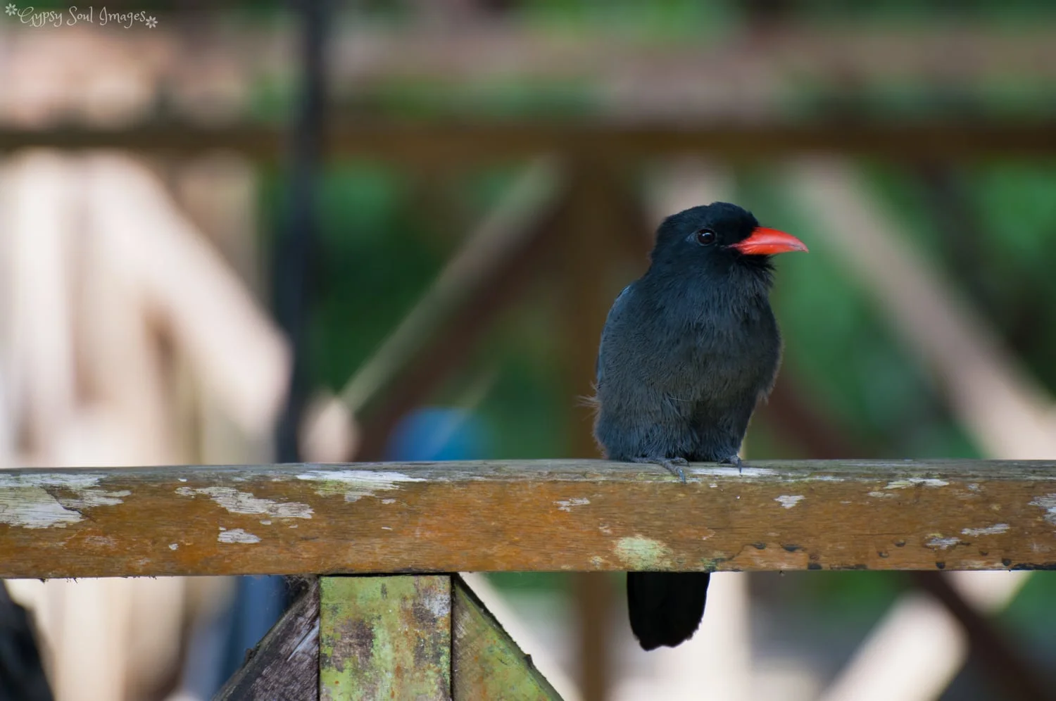 Black Bird - Amazon River, Peru