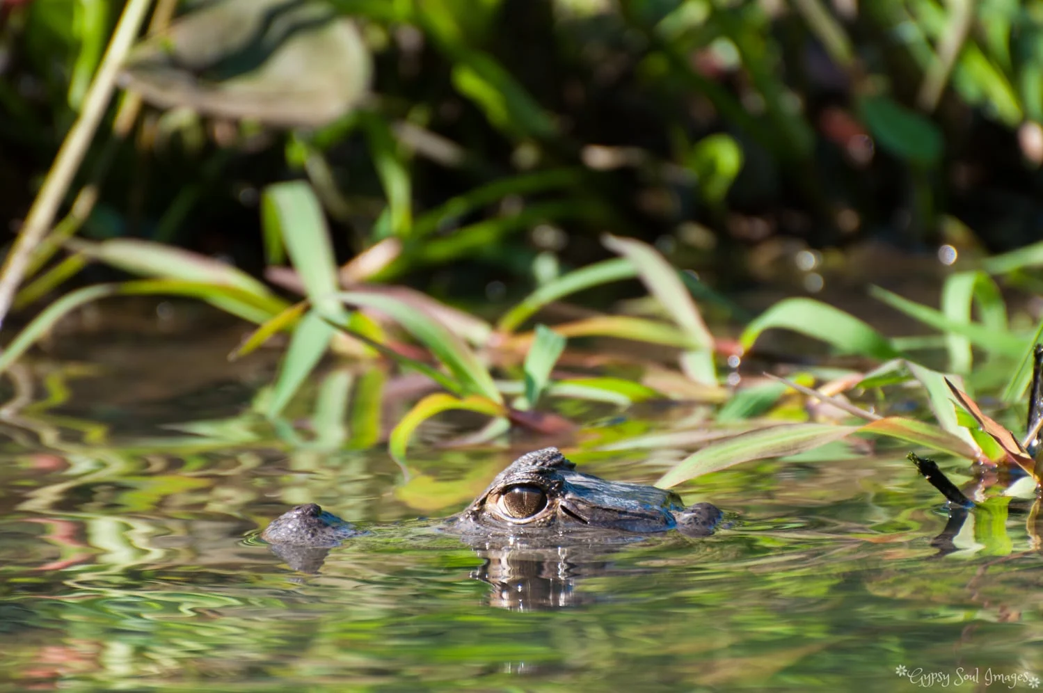 Eye spy caiman - Amazon River, Peru