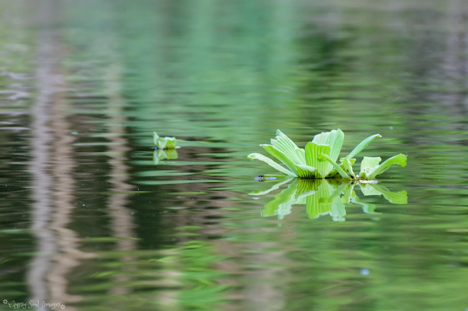 Reflections - Amazon River, Peru