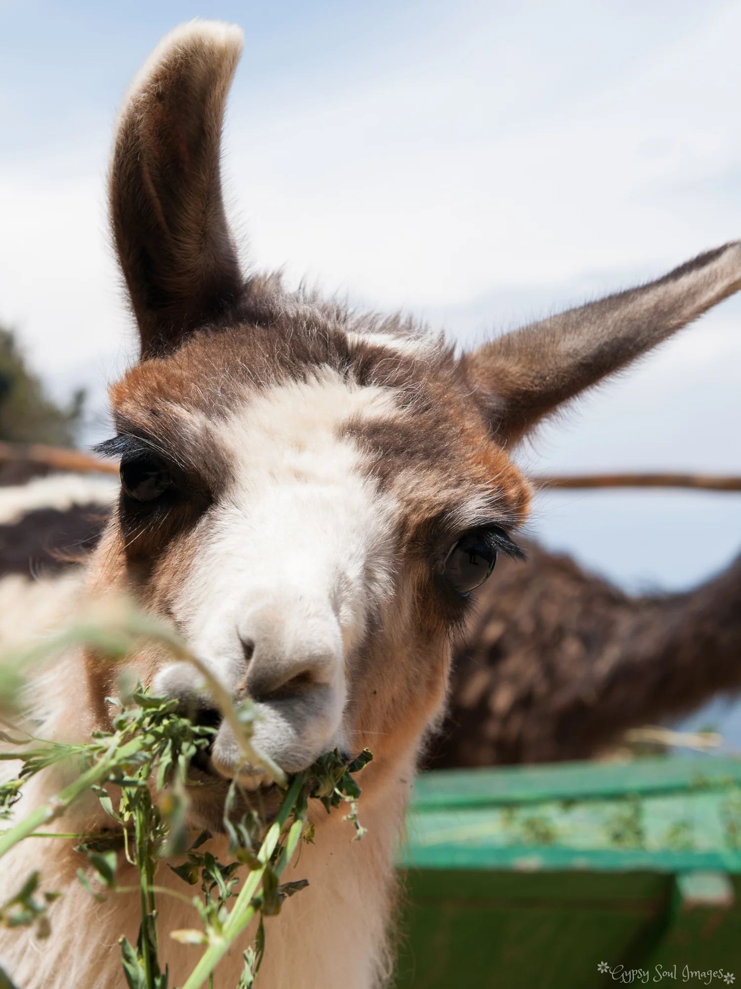 Llama - Isla del Sol, Bolivia
